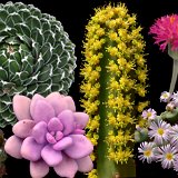 Succulent Plants Catalogue